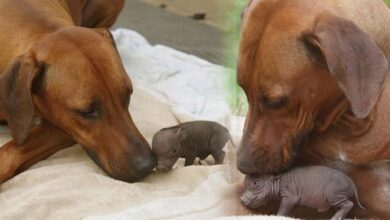 Photo of This Little Pig ‘Lost’ Her Family But This Loving Dog Decided To Adopt Her As One Of Her Own