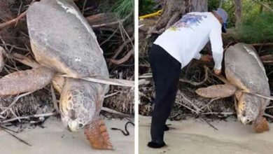 Photo of Man Spots ‘Dead’ Sea Turtle Trapped On Land And Brings Her Back To Life