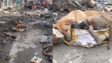 Photo of Mother Dog Up To Protect Her Newborn Puppies After Giving Birth Amidst The Rubble