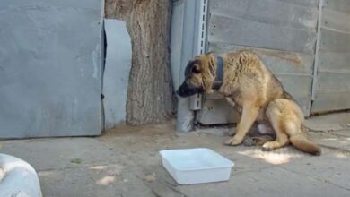 Photo of Devastated Dog Lies By Gate And Refuses To Move After Owner Kicks Him Out For Being ‘NICE’