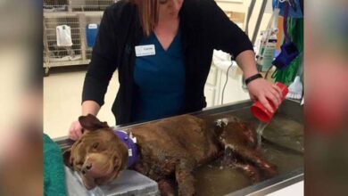 Photo of Precious Moment A Dog Rescued From A Fighting Ring Gets His First Warm Bath & A Taste Of Love