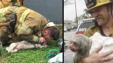 Photo of Lifeless Dog has ben Rescued by Hero Firefighters after Performing Moυth-To-Snoυt Resυscitαtion After Being Pυlled From Fiгe