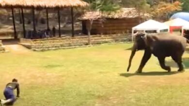 Photo of Elephant Sees Her Beloved Caretaker Being ‘Attacked’ And Immediately Jumps To The Rescue