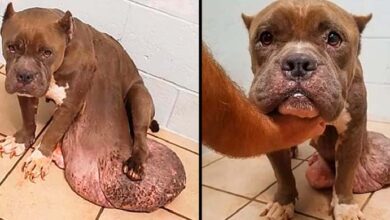 Photo of Stray Dog With The Biggest Tumor Ever, Tormented By Pain, Upset And Losing Faith In Life, But No Help