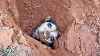 Photo of Watch Rescuers Dig to Save a Terrier Who’d Been Buried Underground for 56 Hours