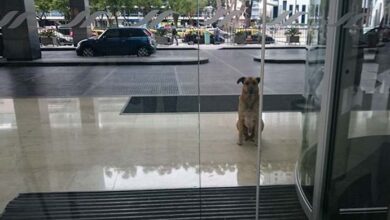 Photo of Flight attendant adopts stray dog who won’t quit waiting for her outside hotel