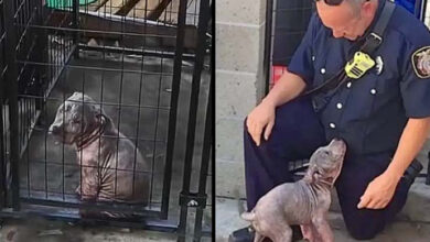 Photo of Sad shelter puppy becomes ecstatic when the firefighter who saved her shows up to adopt her