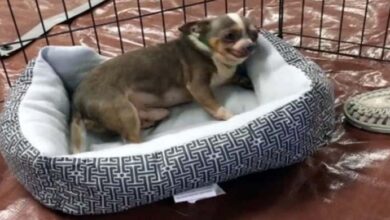 Photo of Former Puppy Mill Survivor Finally Gets His Own Bed – Heartwarming Story of a 9-Year-Old Chihuahua