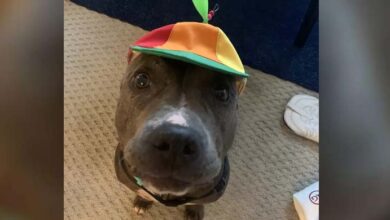 Photo of ‘Scary-Looking’ Pit Bull Wears Propeller Hat To Help Her Get Adopted