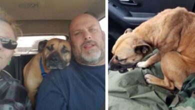 Photo of Stray Dog Sneaks In The Couple’s Car Who Forgot The Door Open And Asks To Be Adopted