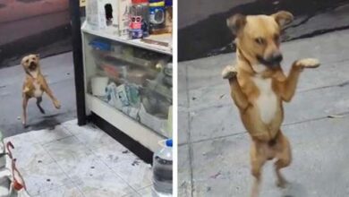 Photo of Stray Dog’s Reaction To Shopkeeper’s Kindness Instantly Makes It All Worthwhile