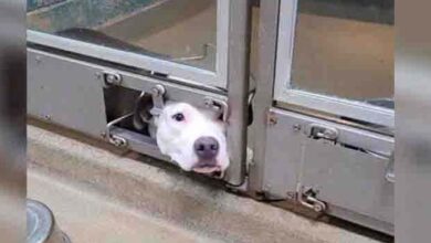 Photo of Dog Pokes Face Out Of Shelter Kennel So She Can Watch Her Friends Get Adopted