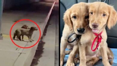 Photo of Brother Puppies Move From the Freezing Streets to a Comfortable Home