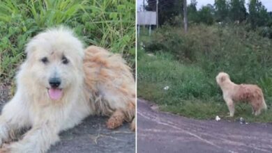Photo of Poor Dog Waits For Four Years In The Same Location Near The Road, Anticipating The Return Of Its Family