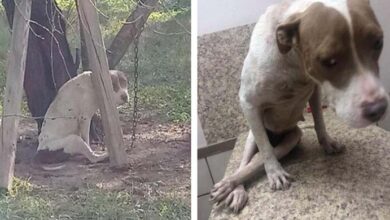 Photo of Dog with paralysis and malnutrition found chained to a tree, finally rescued