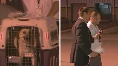 Photo of Iraqi Dog Is About To Be Reunited With The Soldier Who Saved Her On Live TV
