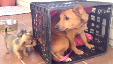 Photo of Abused Mama Dog Missed Her Little Babies, Then She Looked Out Of Her Crate