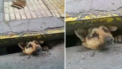 Photo of A man freed a dog stuck in a sewer during a rainstorm, impressing everyone