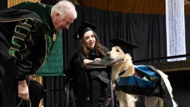 Photo of The Golden Retriever Was Always Beside Its Master In The University Lecture Hall, So The University Granted It Its Own Degree