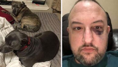 Photo of Pitbull’s Loyalty Tested When 4 Strangers Break Into Man’s Home