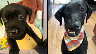 Photo of Black Labrador Born With A Cleft Lip And Palate Can Finally Play