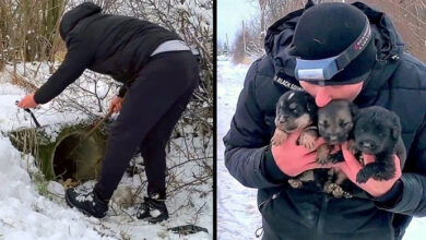Photo of Man Spends Entire Day In The Blizzard Trying To Save Dying Puppies From A Pipe