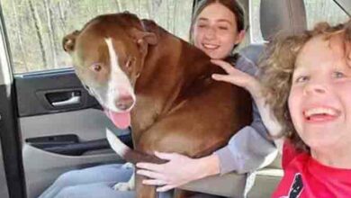 Photo of Missing Dog Reunited With Medford Family After Being Found In New Hampshire 10 Months Later