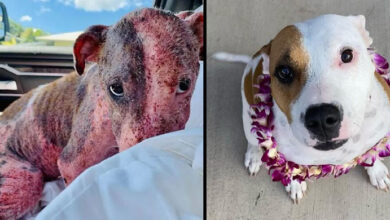 Photo of Puppy Buried Alive on a Beach is Now Thriving with Foster Fail Family