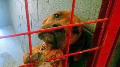 Photo of Dog Cried All Night As No One Picks Her & Shelter Shared Her Photo As A Last Resort