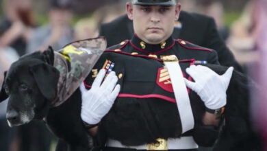 Photo of Marine Wanted To Give A Proper Farewell To The Battle Buddy Who Was More Than Just A Dog