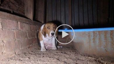 Photo of Frightened Puppy Mill Dog Hides Her Puppies In The Wall To Keep Them Safe