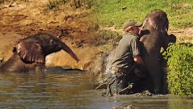 Photo of Man saves drowning baby elephant and herd turns around to ‘thank’ him