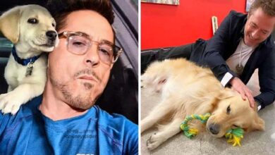 Photo of Actor Robert Downey,Ironman,Confesses That Now He Cannot Live Without The Animals He Rescued