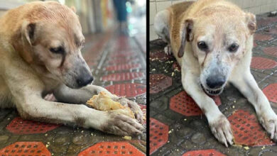 Photo of Stray dog waits for food outside a bakery, doesn’t know they’re closed forever
