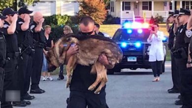 Photo of Department K9 Officer With Liver Cancer Gets Final Salute By Police Department