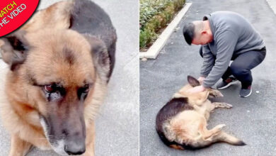 Photo of Fᴏʀᴍᴇʀ Pᴏʟɪᴄᴇ Dog Cries After Reuniting With Former Partner She Hasn’t Seen For Years