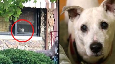 Photo of Loyal dog passed away after sitting by the window every day for 11 years waiting for its owner to come home