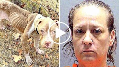 Photo of Repeat Offender Starves 11 Dogs To Brink Of Death, Had Previously Abused 84 Dogs