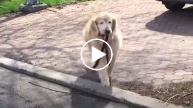 Photo of Senior Dog Grabs Leash Every Day To Visit His Elderly Neighbor