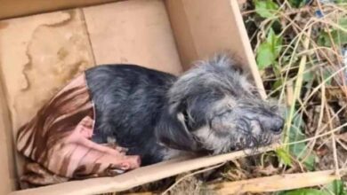 Photo of Adorable Puppy Abandoned In A Box Gets His Second Chance