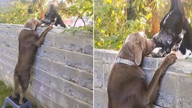 Photo of Neighbors put up step stool for dog so he can see his Great Dane friends