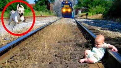 Photo of Power of instinct: Powerful dog saves critical baby from train in heart-stopping moment