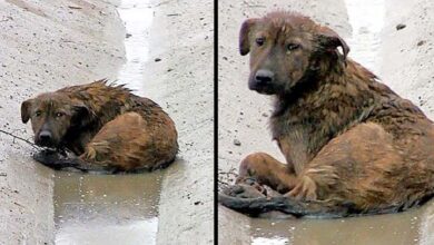 Photo of A dog with broken paws is lying in the middle of the highway. He is unable to take a step