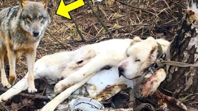 Photo of Surprising Turn As Owner Puts His Dog Down In The Forest