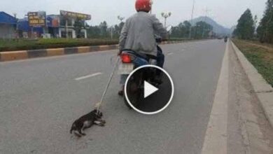 Photo of The thief is dragging little puppy on street so I called police then we can save this abandoned pet