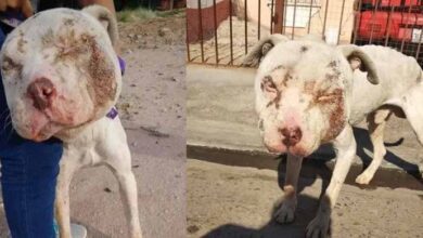 Photo of Puppy With Swollen Face Used As A Bait Dog Finds Family Who Helps Him Heal