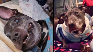 Photo of R.I.P. Frodo, The Last Surviving Dog Rescued From Michael Vick’s Dogfighting Ring