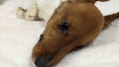 Photo of Dog dies after being found alone and starving near Worksop station
