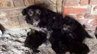Photo of Abandoned Sick Dog Gave Birth In The ‘Middle Of Nowhere’ & They Starve For Weeks