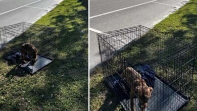 Photo of Sweet Dog Waits In Cage Near The Road, Hoping Someone Will See Her